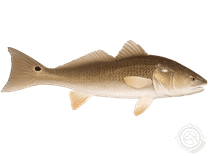 Redfish